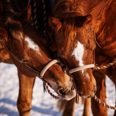 20230209 Fips Flame Schnee8951