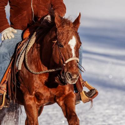 20230209 Schnee Pferd Hund6320