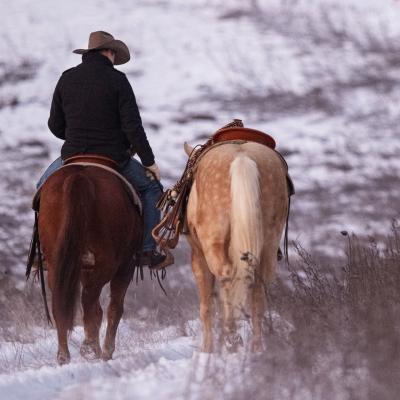 20230210 Handpferd0356