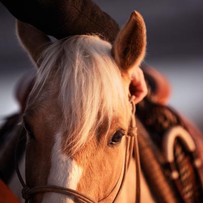 20230210 Handpferd1497