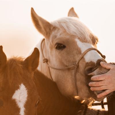 20230210 Handpferd1536