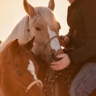 20230210 Handpferd1564