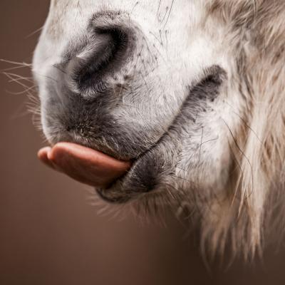 20230224 Gimpy Latzhose3607