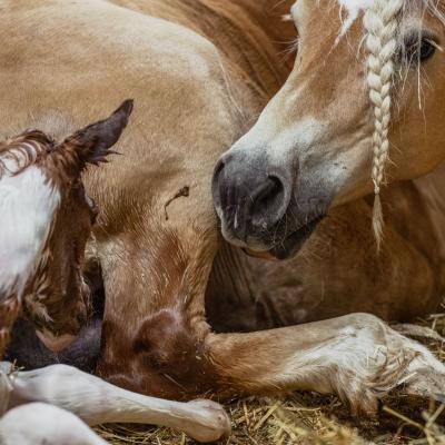 20230418 Honey Baby2506